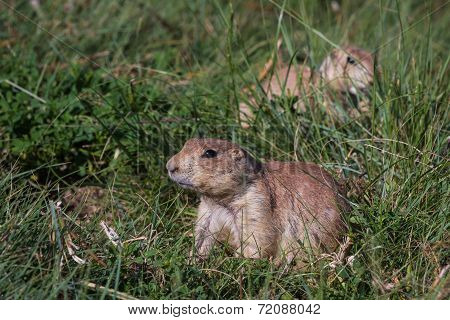 Black Tailed Prairie Dog