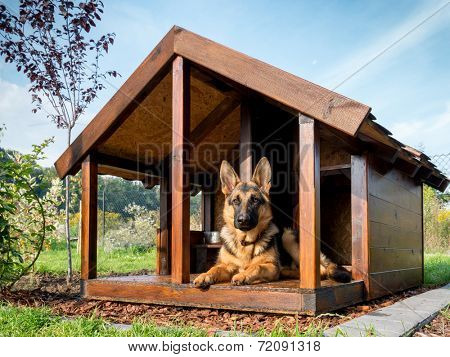 German shepherd resting in its wooden kennel