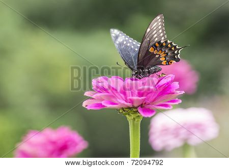 Spicebush Swallowtail (papilio Troilus)