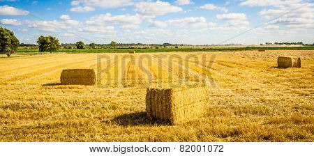 Autumn Field