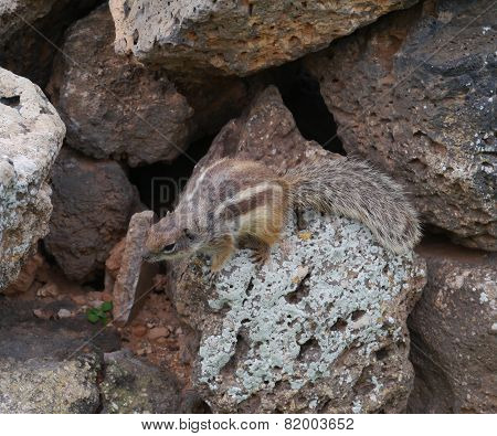 Barbary ground squirrel on Fuerteventura