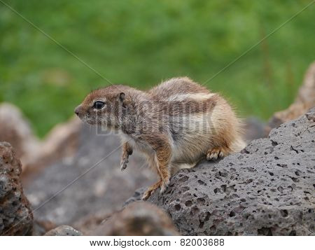 Barbary ground squirrel on Fuerteventura