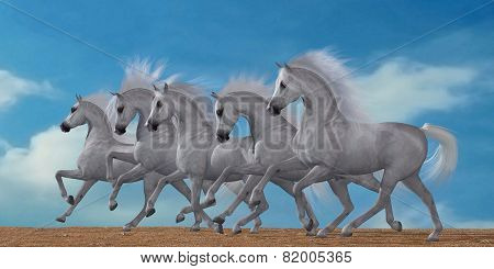 Arabian Horse Herd