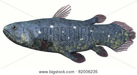 Coelacanth Fish Over White