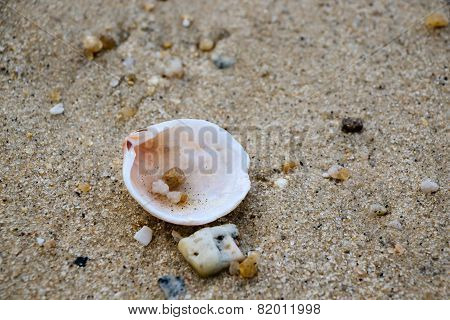 seashell on the beach