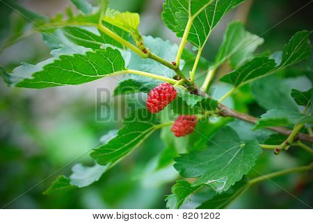 Bacche di gelso maturano su un albero