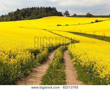Field Of Rapeseed (brassica Napus)