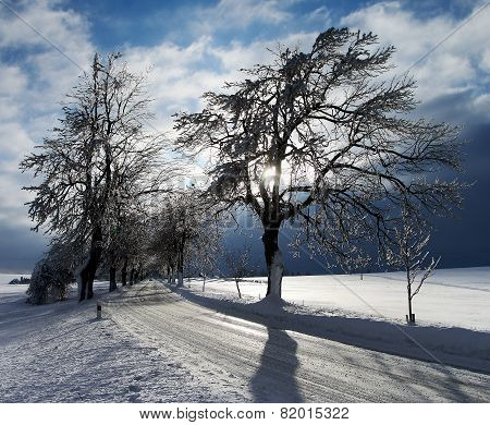 Wintry View With Snow Covered Road Lined By Trees