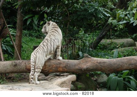 weiße tiger
