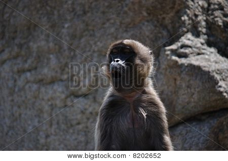 Rugindo macaco