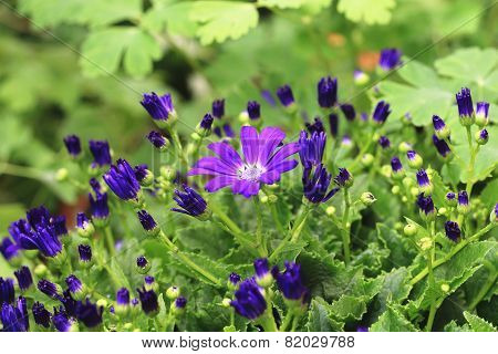 Cineraria flower and buds