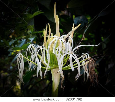 White Crinum Lily