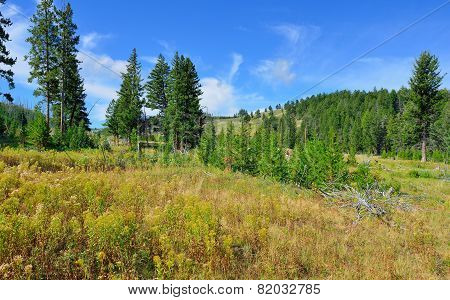 Blacktail Plateau In Yellowstone National Park, Wyoming In Summer
