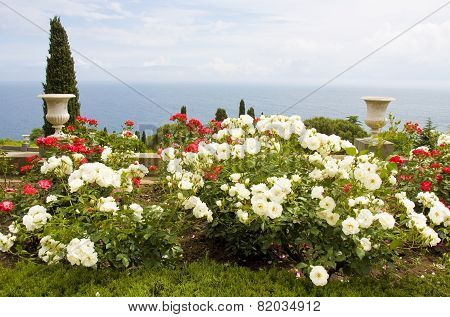Rose Garden And Sea