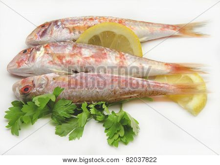 Fresh Red Mullet