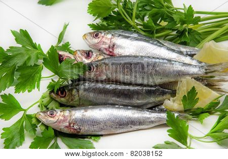 Fresh Sardines