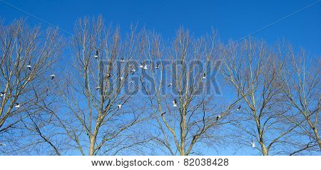 Birds flying along sunny trees in winter