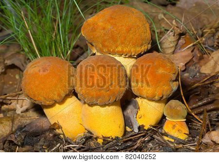 Mushrooms (leccinium Extremiorientale)