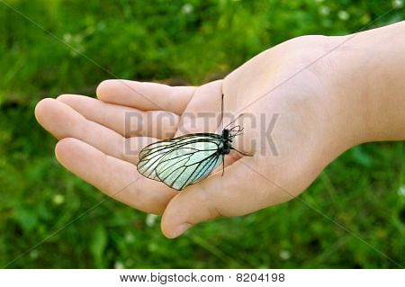 Biały motyl na dłoni dziecka