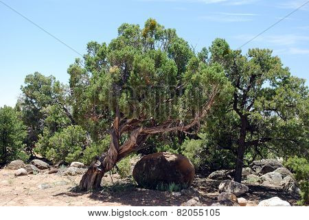 Juniper Growing Near Large Rock