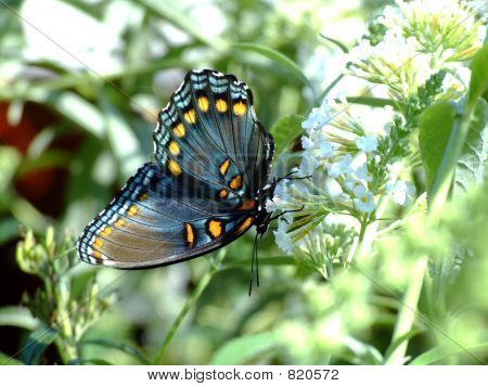 Rød-plettet lilla sommerfugl på Butterfly Bush