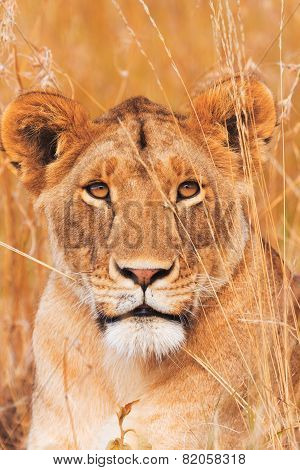 Female Lion In Masai Mara