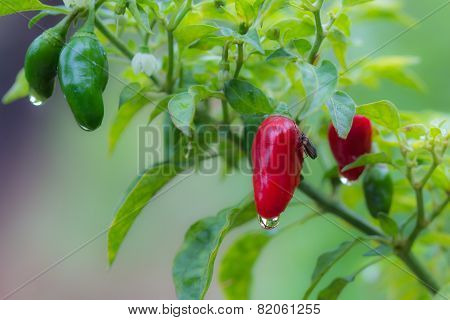 Red and Green Chili