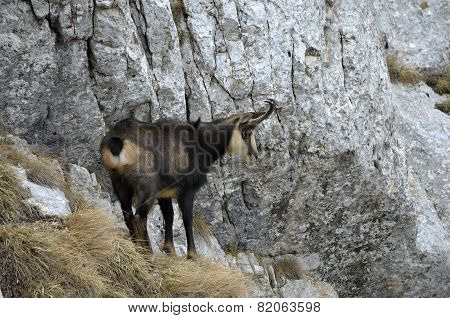 Chamois ( Rupicapra rupicapra)