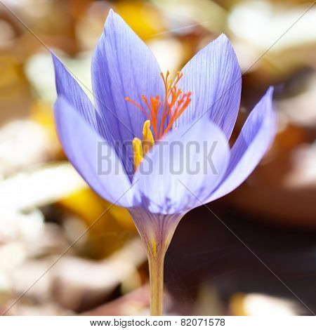 Crocus Ligusticus