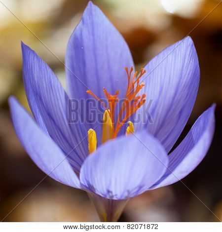 Crocus Ligusticus