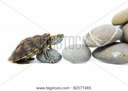 Turtle Climbing Up The Steps