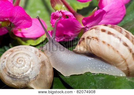 Snails