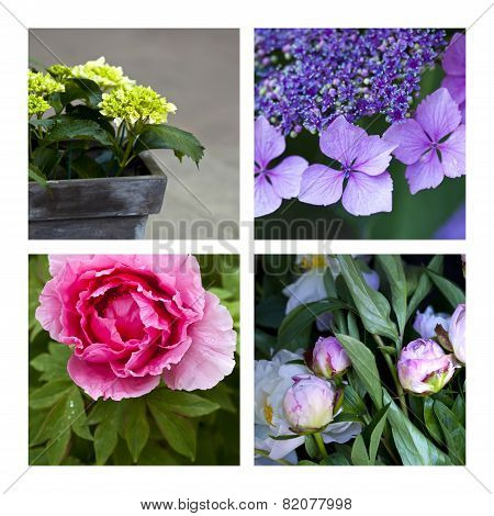 Hydrangeao And Peonies