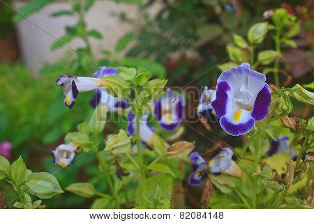 Bluewings in the garden or nature park