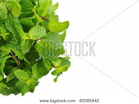 Mint