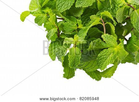 Mint