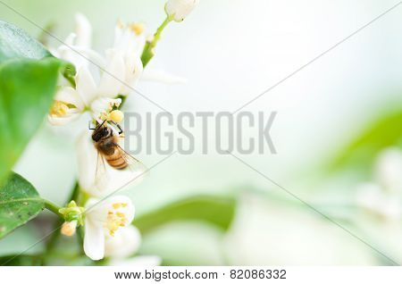 Bee