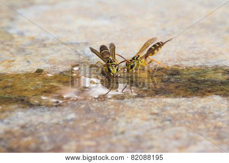Insect Drink Water