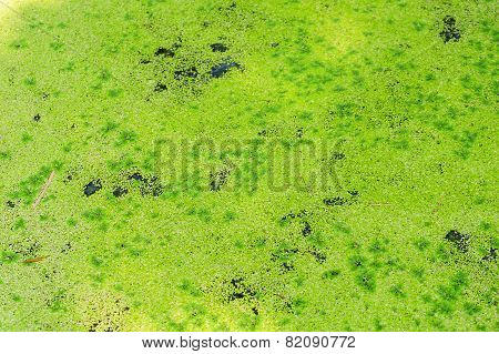 Green Algea In Canal