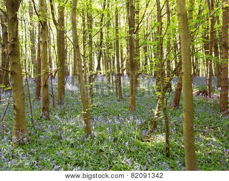Bluebell Wood
