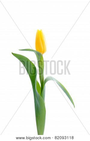 Yellow tulip isolated on white