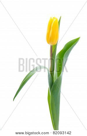 Yellow tulip