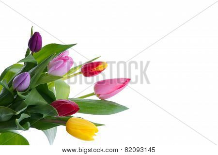 Bouquet of tulips on white background