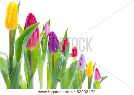Colorful tulips in a row