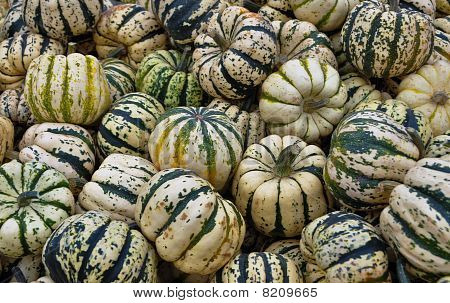 Sweet Dumpling Squash