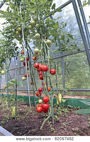 Red And Green Tomatoes Ripening On The Bush In A Greenhouse