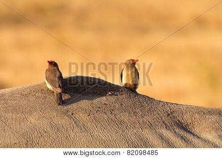 Oxpeckers In Masai Mara