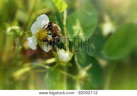 Honey bee