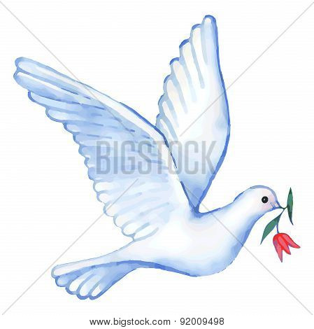 Watercolor Soaring Dove, Vector Illustration