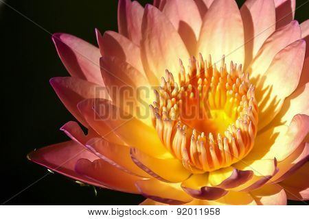 Lotus